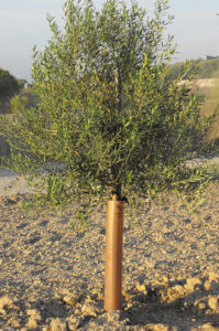 Protector Autocierre