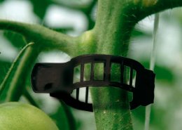 clips para cultivo de tomate
