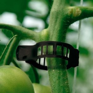 clips para cultivo de tomate