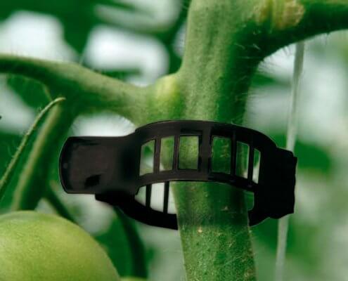 clips para cultivo de tomate