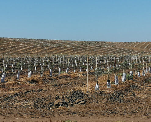 Campo con fundas protectoras