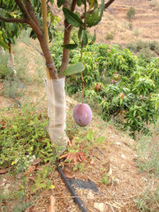 Plantación de mango con tutores de bambu