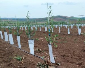protectores para cultivos olivo