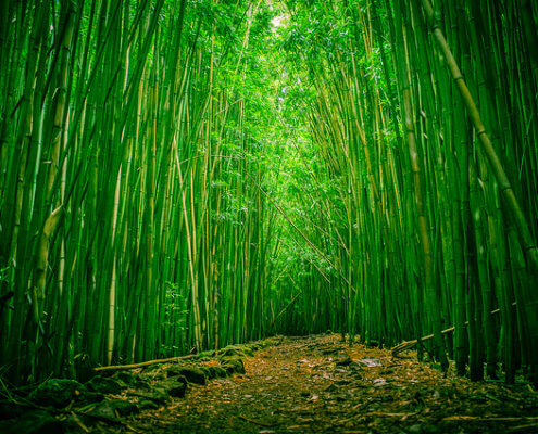bambú bosque