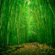bambú bosque