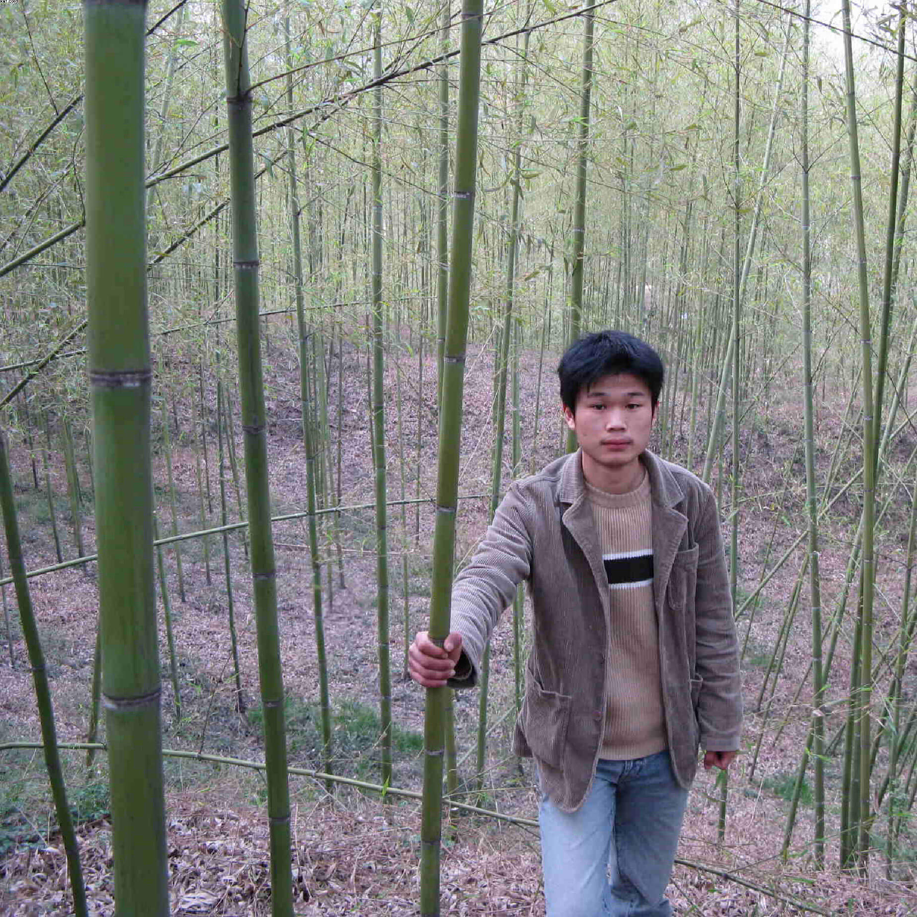 bambú decorativos