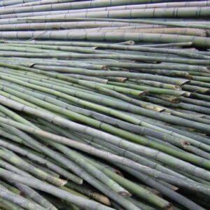 bambú natural verde