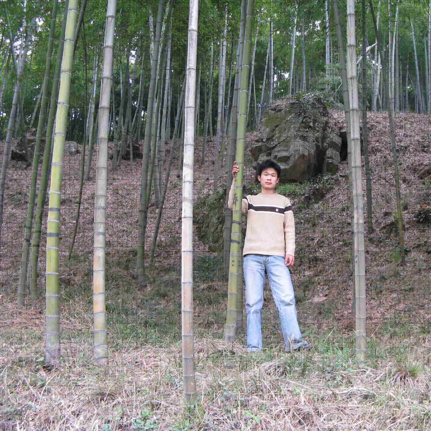bosque bambu natural
