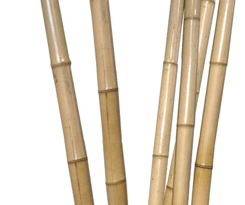 Bambú deco