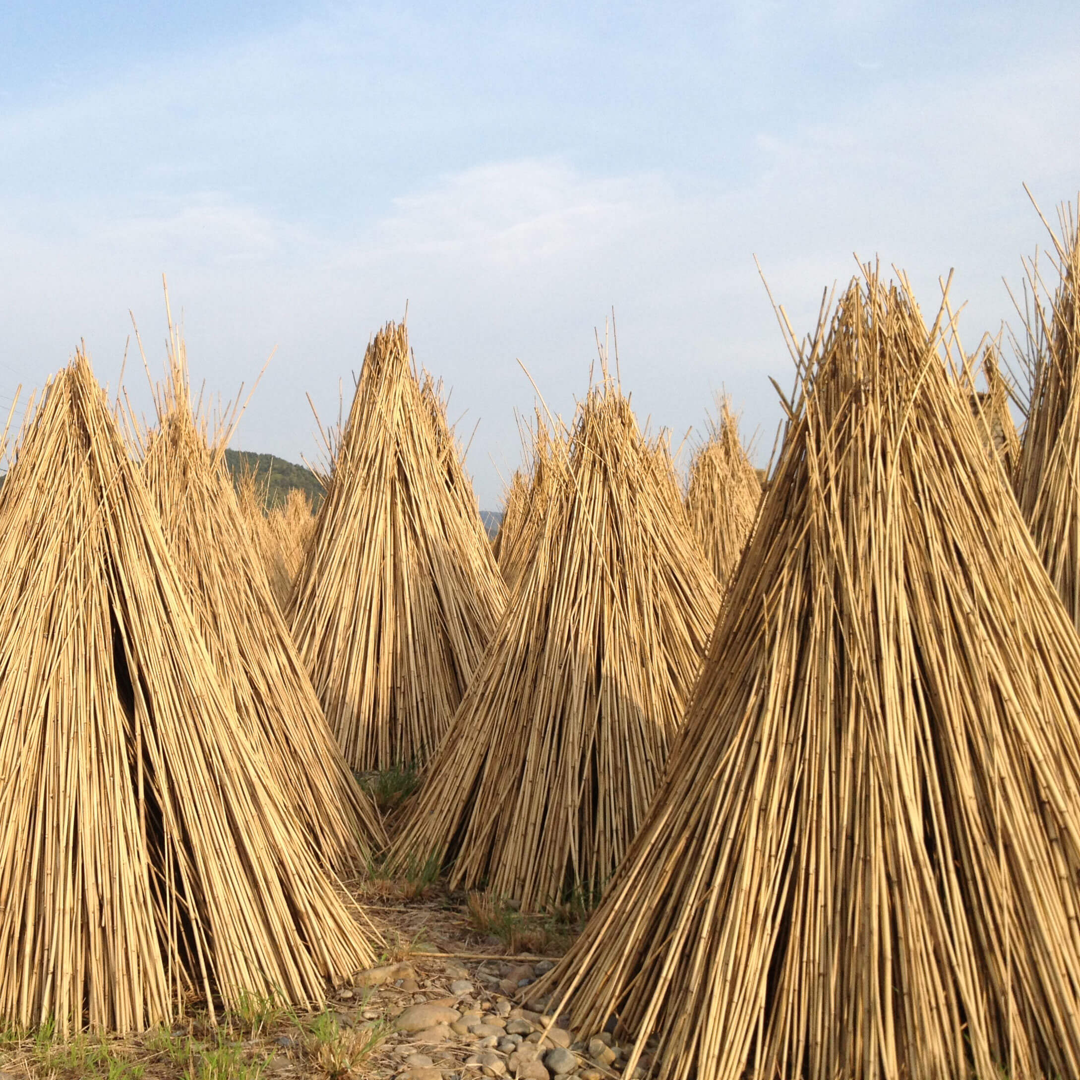caña bambú natural secándose al sol