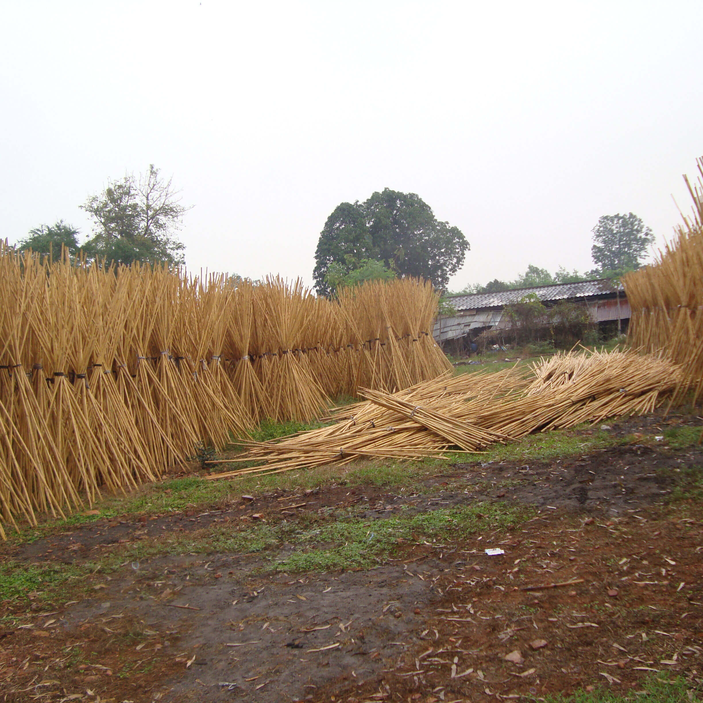 caña de bambú para entutorado de plantas