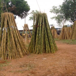 cañas bambu entutorado