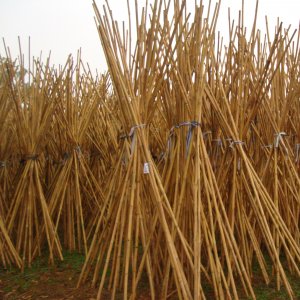 Cañas secas de bambú chino natural