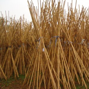 Cañas secas de bambú chino natural