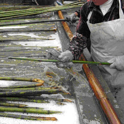 cañas de bambu lavado