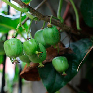 protectores para kiwi fruto