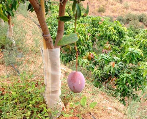 mango entutorado con bambú