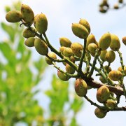 cultivo de pistacho