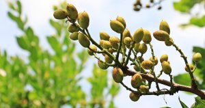 cultivo de pistacho