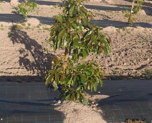 tutores aguacate en plantación