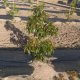 tutores aguacate en plantación