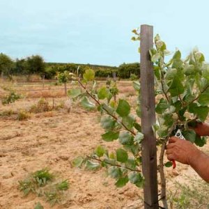 tutores para pistacho en plantación con poste de madera