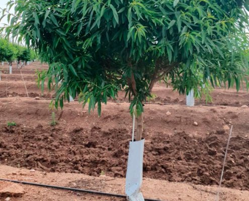 protector de almendro en plantacion