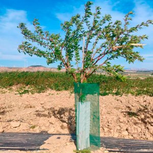 protector de almendro plantacion Soleta