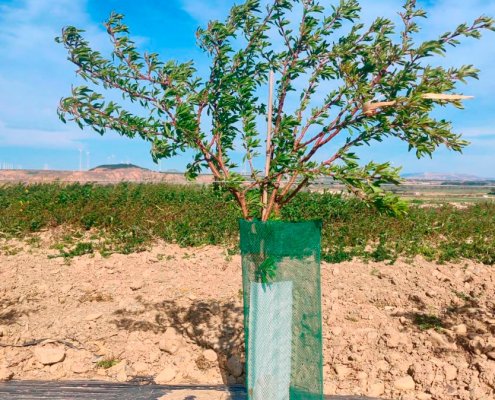 protector de almendro plantacion Soleta