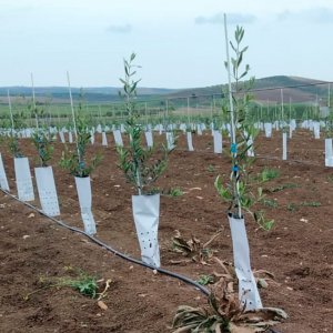 protector olivos plantación