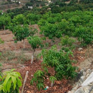 plantación de mango con protectores