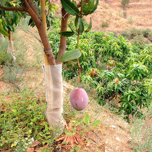 Protectores árboles y plantas - Para pistacho, olivo, almendro, viña