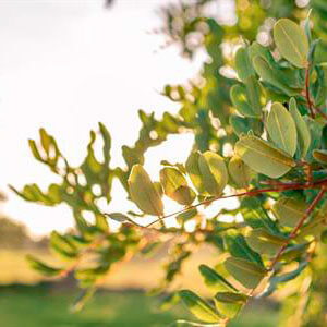 tutores algarrobo cultivo algarroba