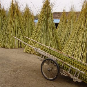 tutores de bambú chino