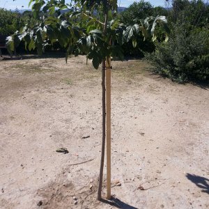 tutores de madera estacas y postes de pino o acacia