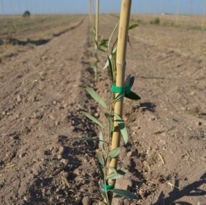 tutores de olivo en plantacion superintensiva