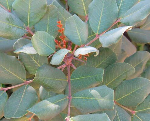 tutores algarrobo ceratonia siliqua