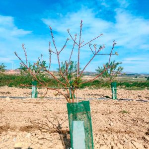 tutores para almendro