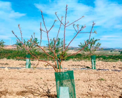 tutores para almendro