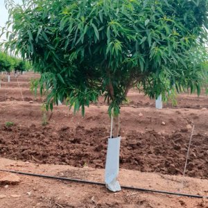 tutores almendros de fibra de vidrio en plantacion