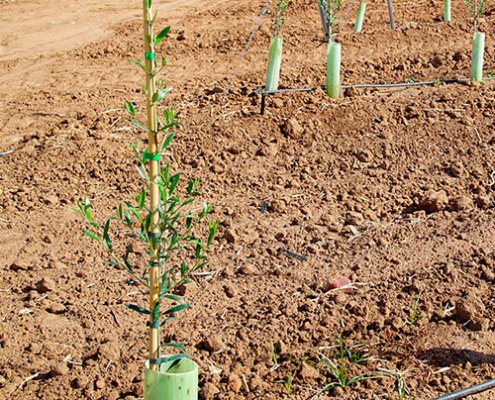 tutores y protectores en campo de olivos