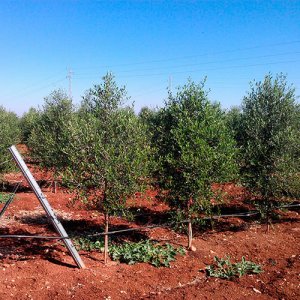 tutores de fibra de vidrio para plantación de olivos