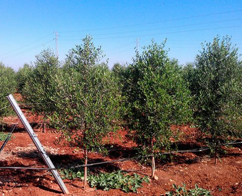 tutores de fibra de vidrio para plantación de olivos