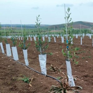 tutores de fibra de vidrio en olivar joven