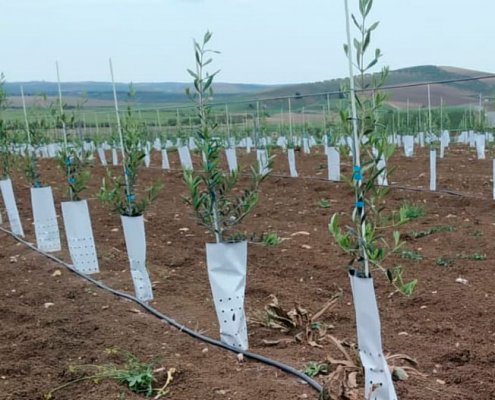 tutores de fibra de vidrio en olivar joven