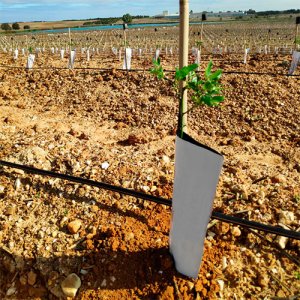 tutores para pistacho con caña de bambú