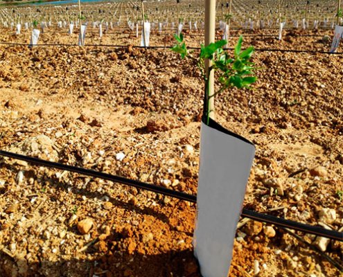 tutores para pistacho con caña de bambú