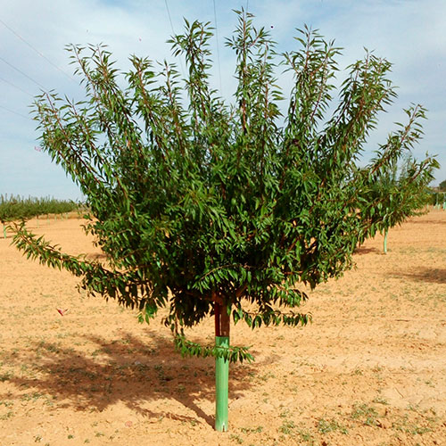 tutores almendro de poste de madera