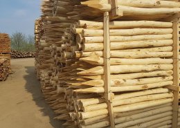 postes de madera de acacia plantaciones