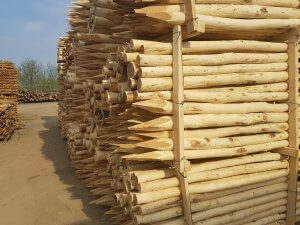 postes de madera de acacia plantaciones